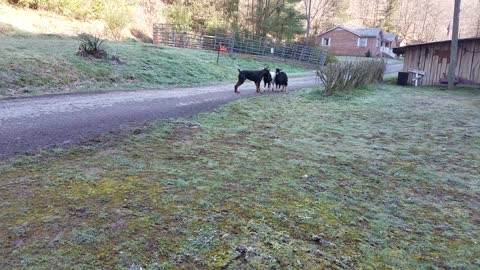 Goat Teaches Doberman Pinscher a Lesson