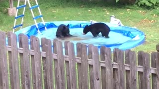 Bear-ly Swimming