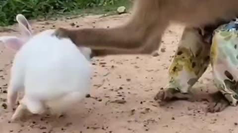 Monkey and rabbit with hen roost funny video