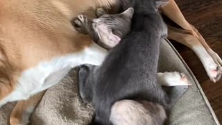 Kittens Find Furry Foster Mom