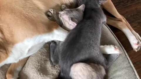 Kittens Find Furry Foster Mom