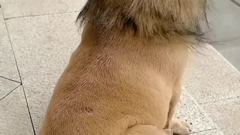 Perrito tierno disfrazado