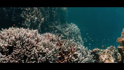 4K | 1H | RED SEA UNDERWATER SEASCAPES | Colorful Coral Reefs and Wildlife