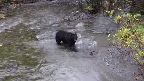 Bear Catching Fish the Sea