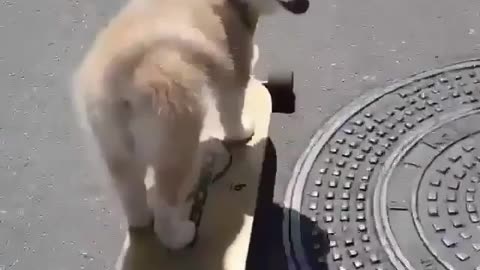 skateboarder's dog