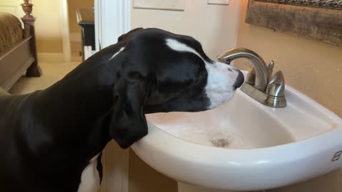 Funny Slobbery Mantle Great Dane Loves To Sink Drink
