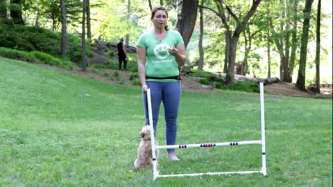 Train your dog to Jump Hurdles - Critter Boutique Training Moment