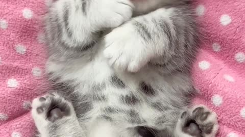💖🐈‍⬛"Captivating Cat Yawning: A Mesmerizing Feline Moment"🥱🙀😿🦦🐈‍⬛