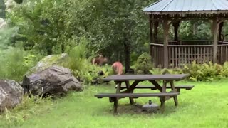 Deer 🦌 NW NC at the Treehouse 🌳 Lady scaring more visitors off her property