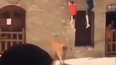 Cow can jump very funny