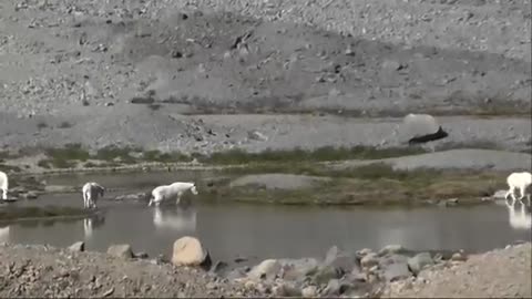 Mountain Moment: Mountain Goats