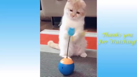 Funny cats and cute kittens