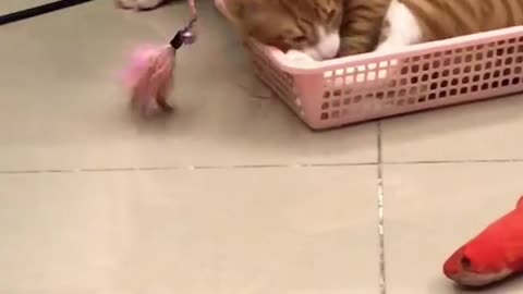 Bulldog Playing with cat together