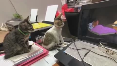 Two cats watching T&J tom and Jerry