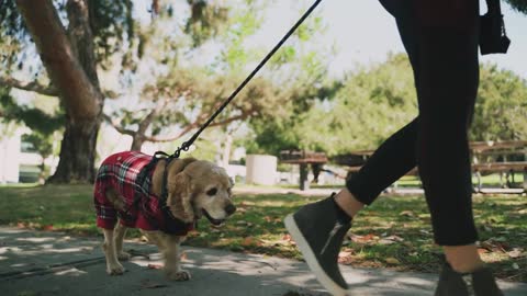 Allow your dog to take you for a walk every day. It's good for the ...