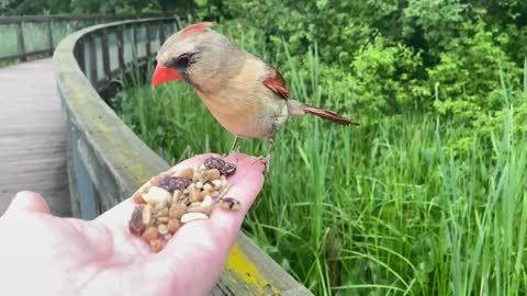 Hand-Feeding Birds in Slow Motion - The Northern Female Cardinal.