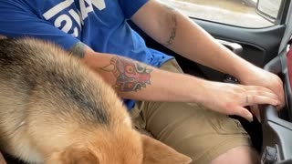 German Shepherd Claims Front Seat