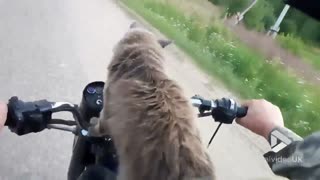 Cat rider!