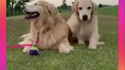 Cute & Funny Dog Videos 23