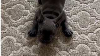Welcome to Blu the Frenchie's Rumble Channel