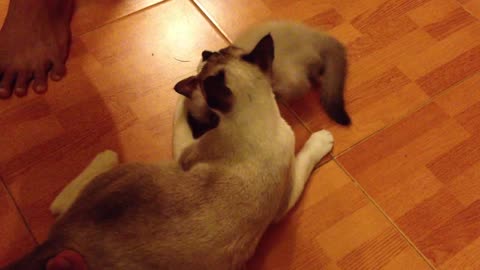 Kitten Plays With Its Mother Cat