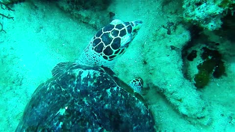Legend Water Turtle Kima Was Found At Occean Bottom