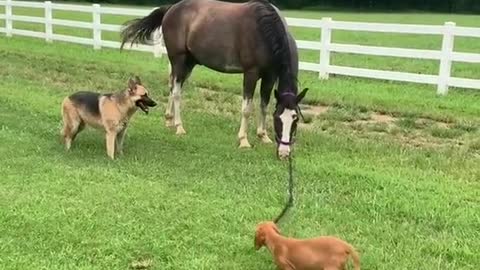 Labrador dog pulling horse