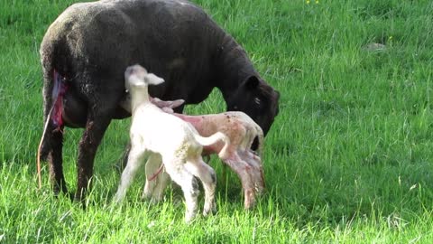 Watch the birth of a sheep for her two children