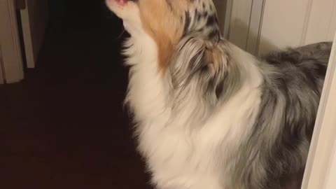 Impatient Aussie howls in excitement for walk time