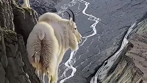 goat Mountain goats😍