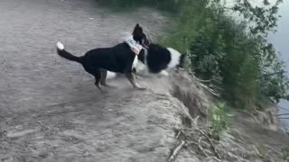 Funny dogs playing in the river