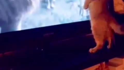 cat vs lion king