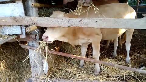 Nice smart cow cow