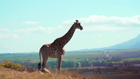 The giraffe is the tallest animal in the world.