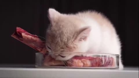 ASMR Cute Kitten Eating