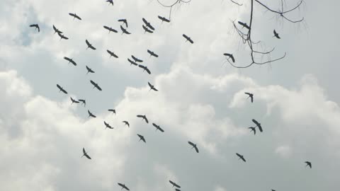 A flock of beautiful birds