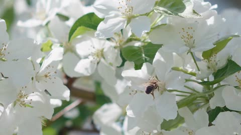 Bee flying near white flowers at blossoming tree at springtime