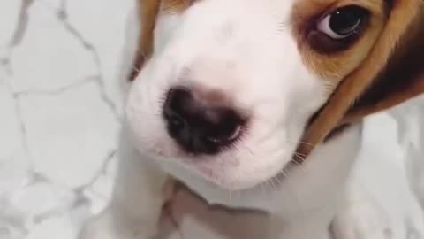 Beagle Puppy