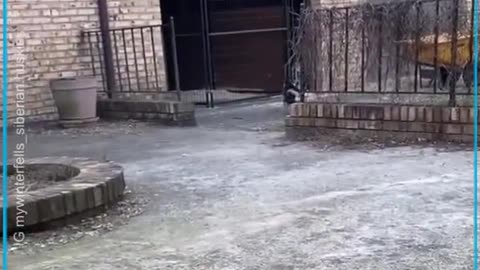 Smart husky puppy wants to become a guard dog