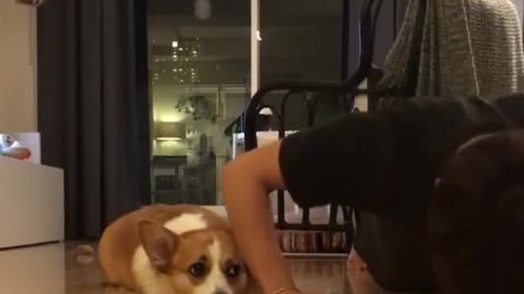 Corgi Workout Buddy