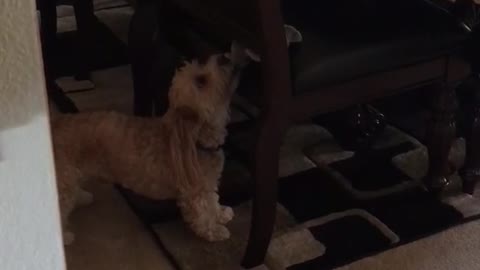 Golden dog pulls stuffed animal from brown chair