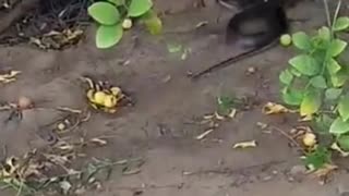 Mellers Mongoose Snags Black Mamba Snake