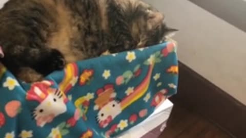 Cat pretends to sleep to avoid taking her medicin