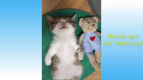 Cute cat sleeps with plush, cuddy toy...