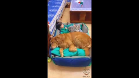 Cute child, cat and dog are sleeping together #cute #child #cat #dog #are #sleeping #together