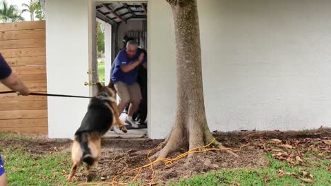 Aggressive Any Guard Dog Training Step by Step!