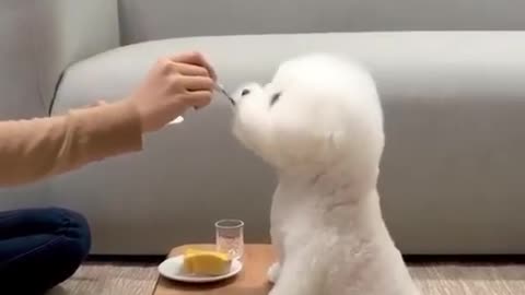 Cute puppie having lunch..