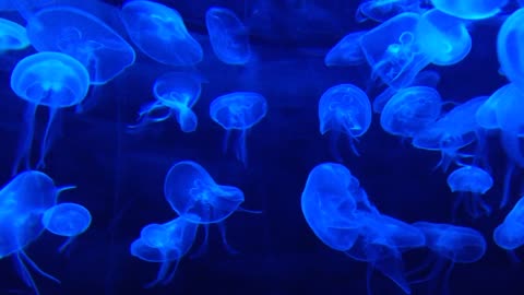 Jellyfish Tank water in the world