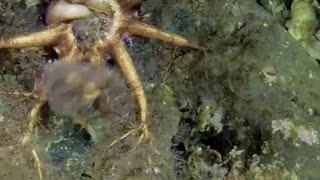 sea cucumber eating