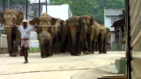 Elephant family - Pinnawala -Sri Lanka